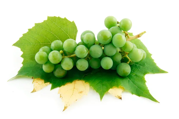 Érett zöld szőlőfürt, a levél iso — Stock Fotó