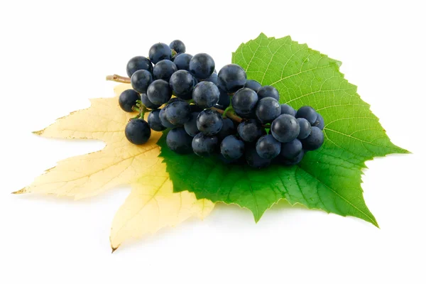 Bunch of Ripe Blue Grapes with Leaf Isol — Stock Photo, Image