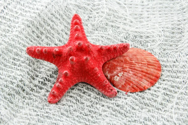 Renkli deniz kabuğu (deniz yıldızı ve tarak) — Stok fotoğraf