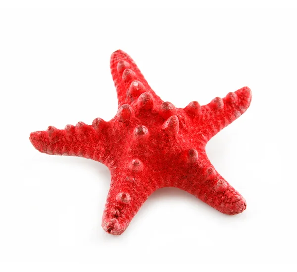 Rode starfishe geïsoleerd op een witte — Stockfoto