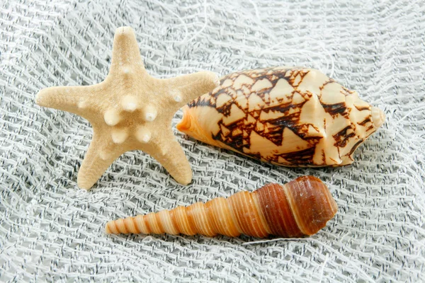 Färgade Seashell (sjöstjärnor och pilgrimsmussla) — Stockfoto