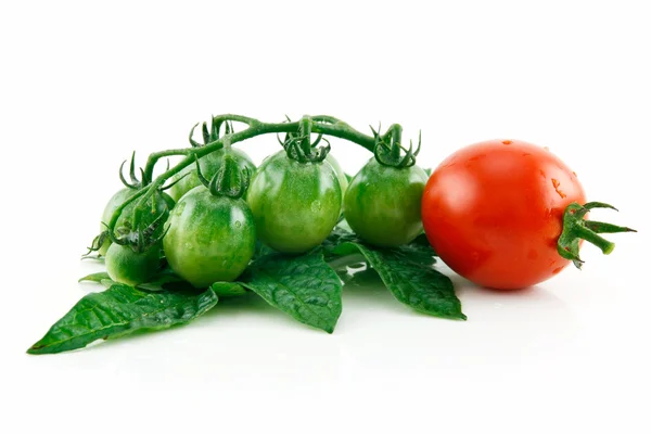Reife feuchte rote Tomate mit grünen Blättern iso — Stockfoto