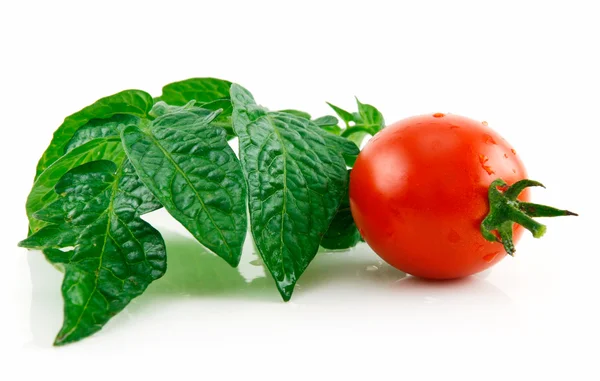 Tomate rojo húmedo maduro con hojas verdes Iso —  Fotos de Stock