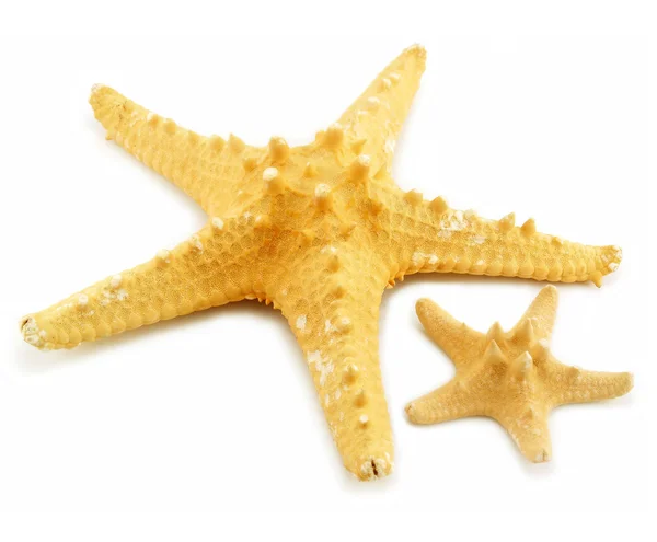 Dwa rozgwiazdy (mały i duży) na białym tle — Zdjęcie stockowe