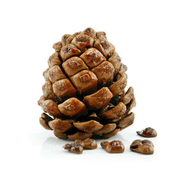 Kužel a ořechy ze sibiřského cedru, samostatný — Stock fotografie