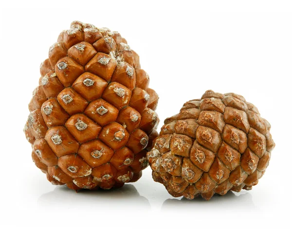 Cones of Siberian Pine Isolated on White — Stock Photo, Image