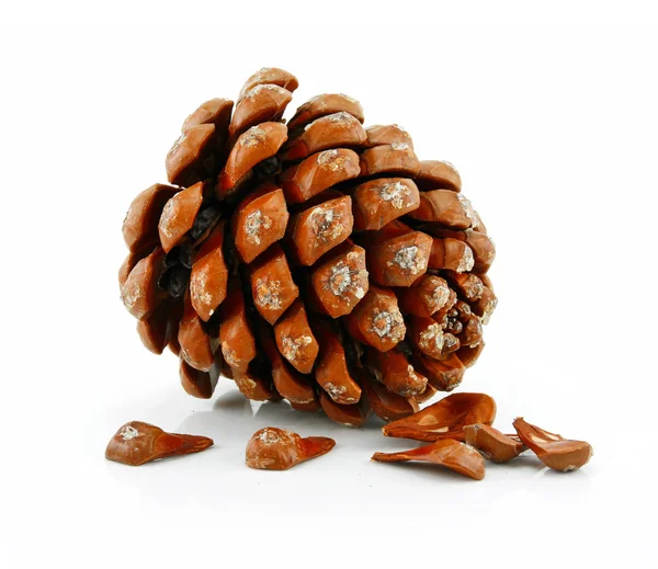 Орехи и конус изолированной сибирской сосны — стоковое фото