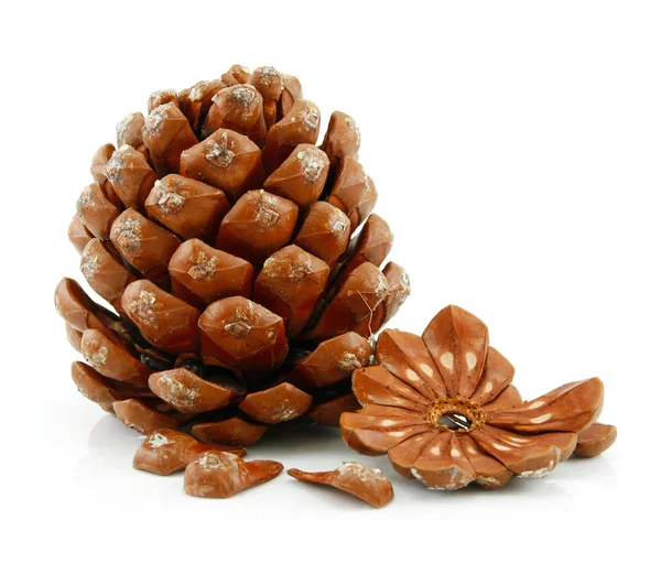 Ořechy a kužel ze sibiřské borovice, samostatný — Stock fotografie