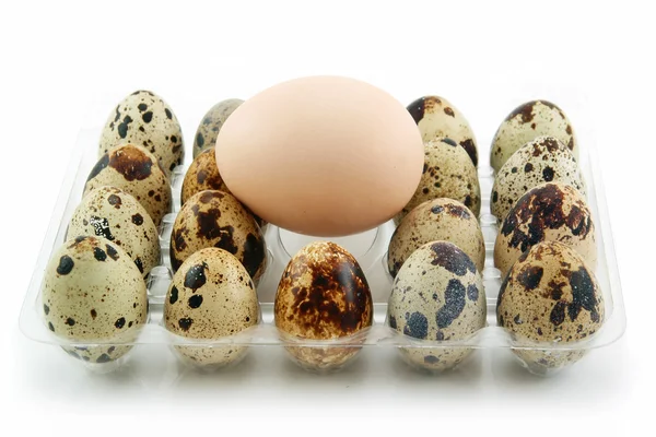Grupo de huevos de codorniz crudos en caja aislada —  Fotos de Stock