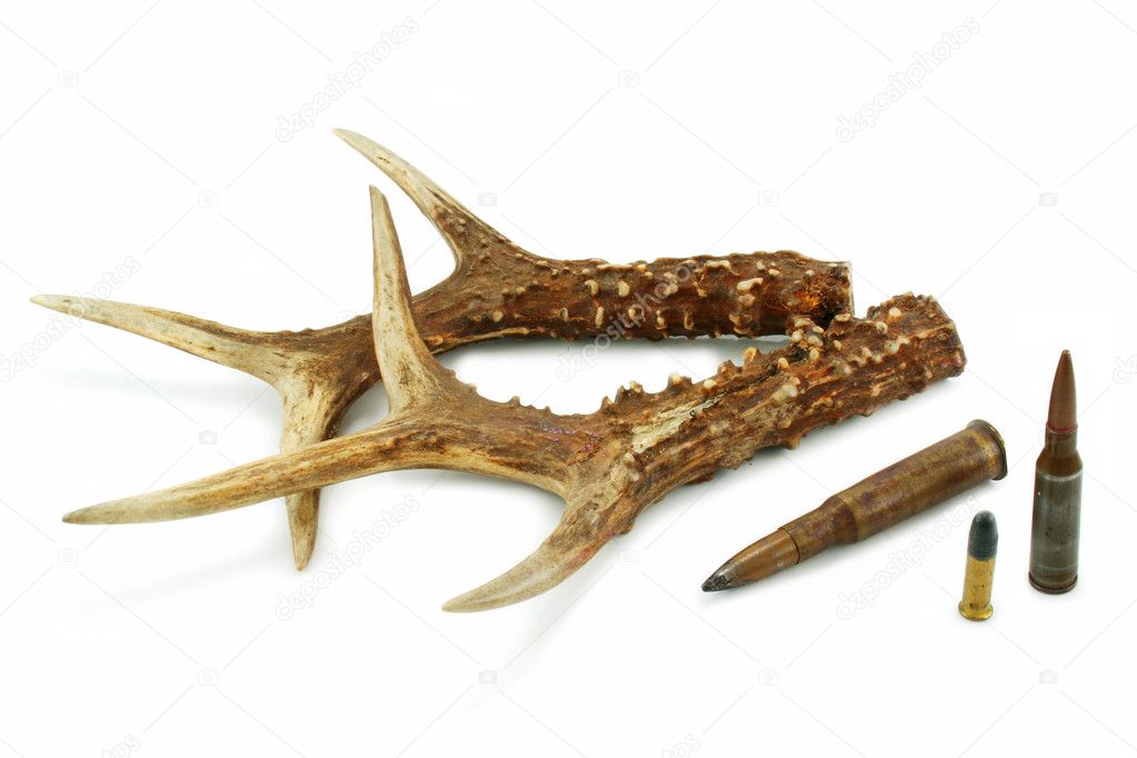 Pair of deer antlers and bullets