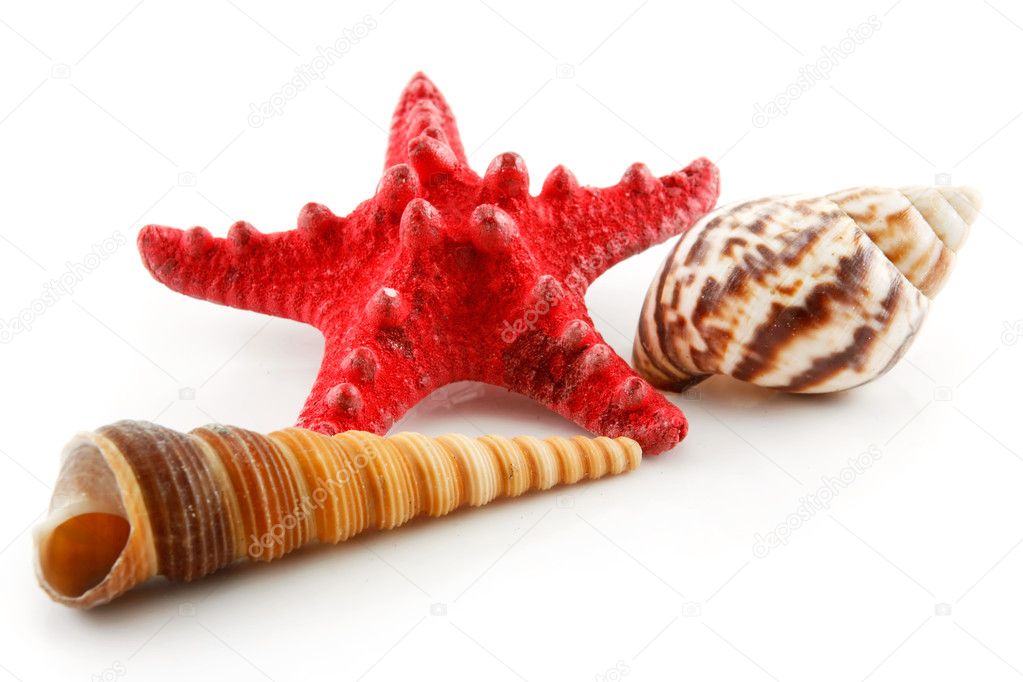 Colored Seashells (Starfish and Scallop)