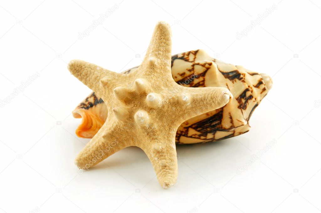 Colored Seashells Scallop and Starfish