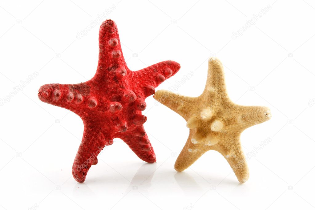 Two Colored Seashells Starfishes Isolate