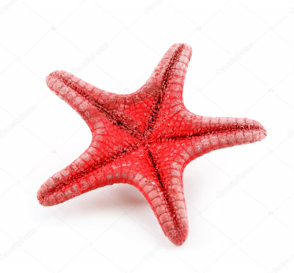 Red Starfishe Isolated on a White