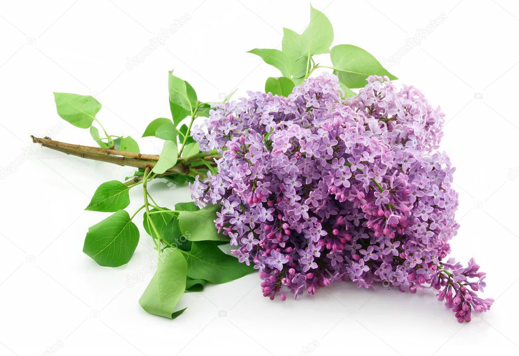 Bunch of Lilac Blossom Isolated on White