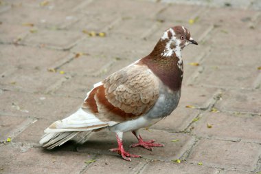 Wild Pigeons Siting on the Ground clipart