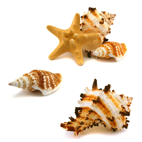 A few cockleshells and starfish — Stock Photo, Image