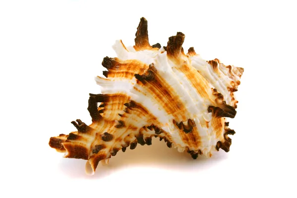 Θαλάσσια cockleshell, σε λευκό φόντο — Φωτογραφία Αρχείου