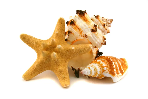 Twee cockleshells en starfish — Stockfoto