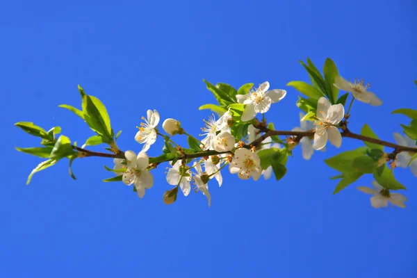 stock image Cherry blossoms of early blooming