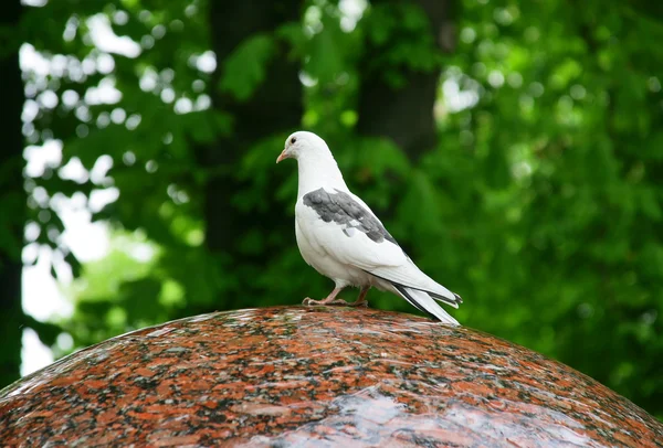 White Pigeons siting on the Edge of a Fo — Stock Photo, Image
