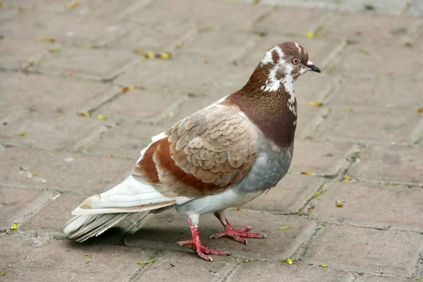 stock image Wild Pigeons Siting on the Ground