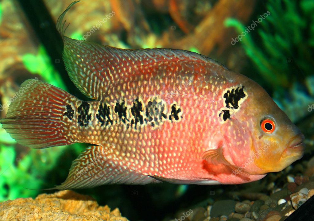 Parrot fish at the aquarium — Stock Photo © alphacell 1302145