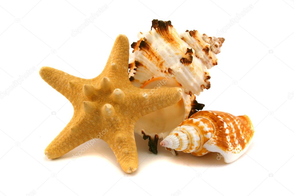 Two cockleshells and starfish