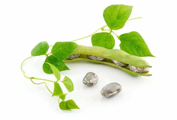 Frijoles Haricot maduros con semillas y hojas —  Fotos de Stock