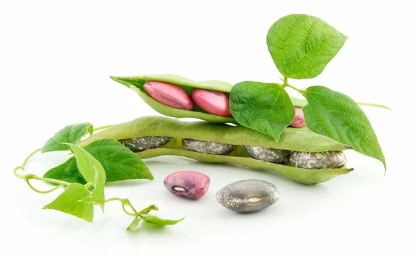 Ripe Haricot Beans with Seed and Leaves — Stock Photo, Image