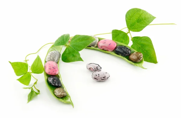 Feijão de feijão maduro com semente e folhas — Fotografia de Stock