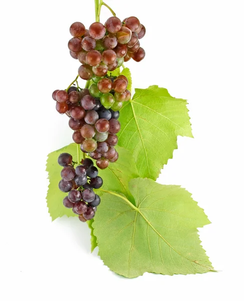 Ramo de uvas verdes maduras con hoja Iso —  Fotos de Stock