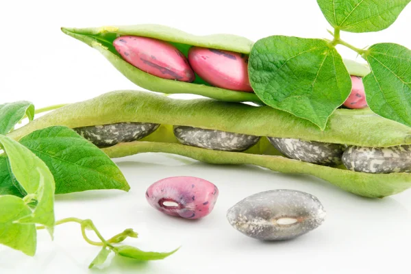 Fagioli di fagiolo bianco maturi con seme e foglie — Foto Stock