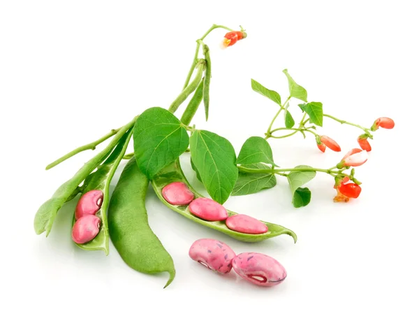 Ripe Haricot Beans with Seed and Blossom — Stock Photo, Image
