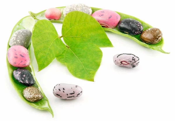Frijoles Haricot maduros con semillas y hojas —  Fotos de Stock