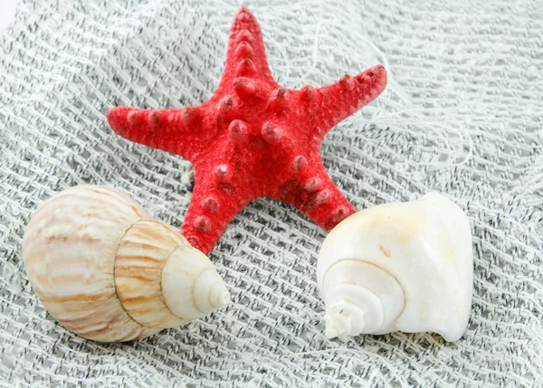 Кольорові Seashell (Морська зірка і Морський гребінець) — стокове фото