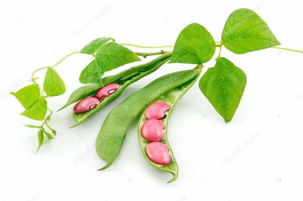 Ripe Haricot Beans with Seed and Leaves Stock Photo by ©alphacell 1314360