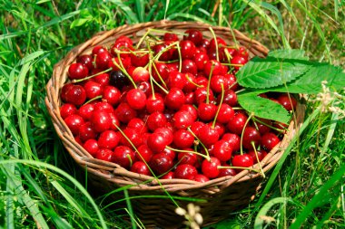 Bing Cherries in Basket clipart