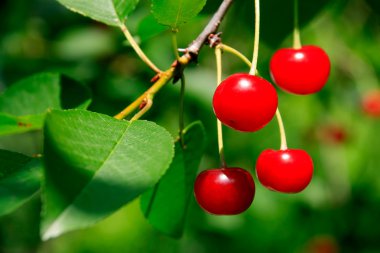 Branch of Appetizing Bright Red Cherries clipart