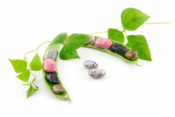 Frijoles Haricot maduros con semillas y hojas — Foto de Stock