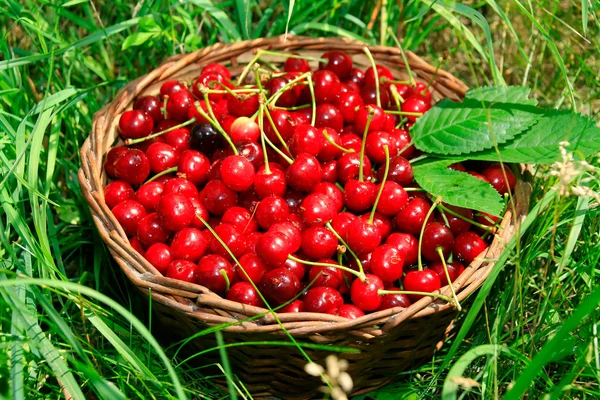 Bing Cherries in Basket — Stock Photo, Image