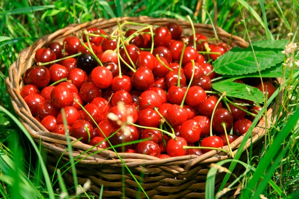 Bing Cherries in Basket — Stock Photo, Image