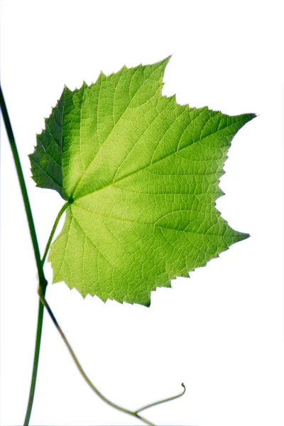 Hoja verde de uva aislada en blanco — Foto de Stock