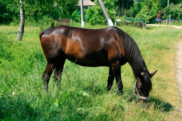 stock image Horse in the Green Meadow