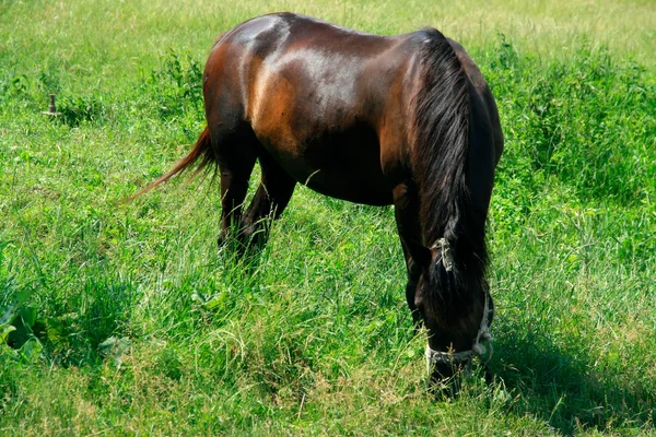 Koń w zielony łąka — Zdjęcie stockowe