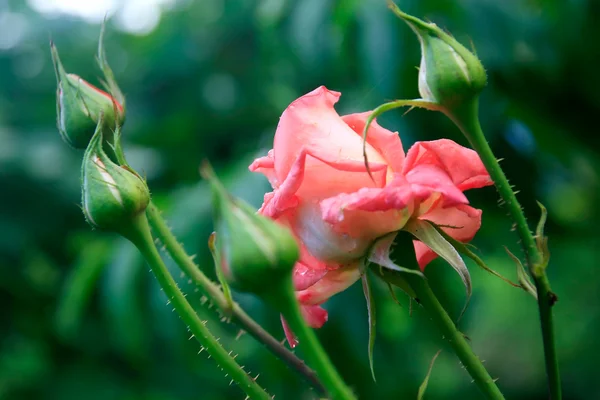 Rose rose fleur avec bourgeons et rosée précoce — Photo