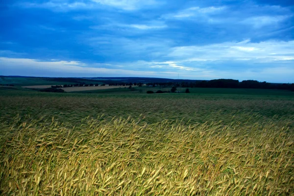 Fırtınalı gökyüzü olgun buğday — Stok fotoğraf