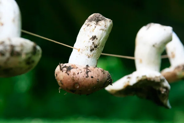 Thread Passed through Dried Mushrooms — Stock Photo, Image