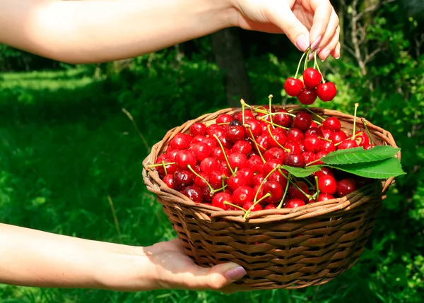 Woman's Hands Holding Basket of Ripe Che — Stock Photo, Image