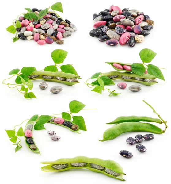 Collection of Ripe Haricot Beans with Seed Isola — Stock Photo, Image